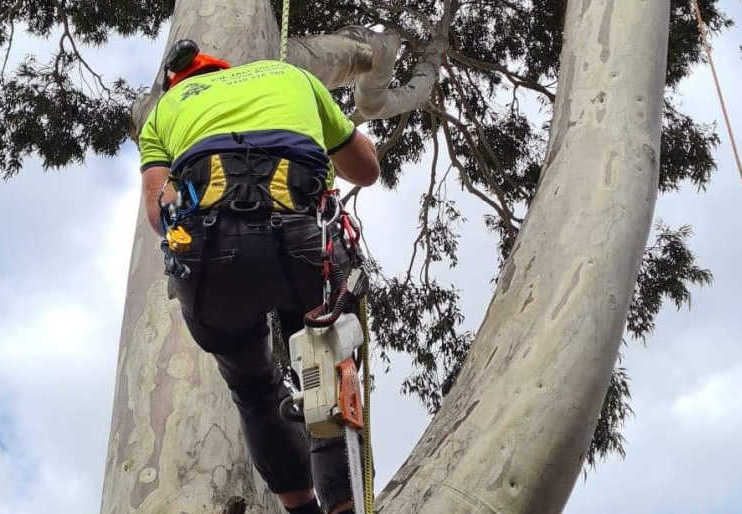 pm tree worx tree lopping and tree removal mt macedon sunbury 6