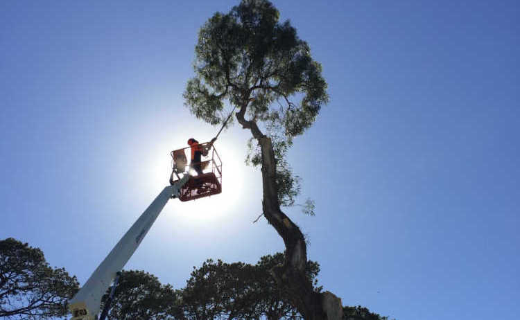 pm tree worx tree lopping mt macedon sunbury 3