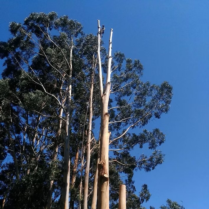 the tree da vinci photo